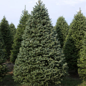 Real Christmas Trees