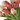 #color_coral-peach