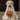 Bethany Lowe 19.5" Large Ghost Dog Candy Bowl Halloween Decoration Statue