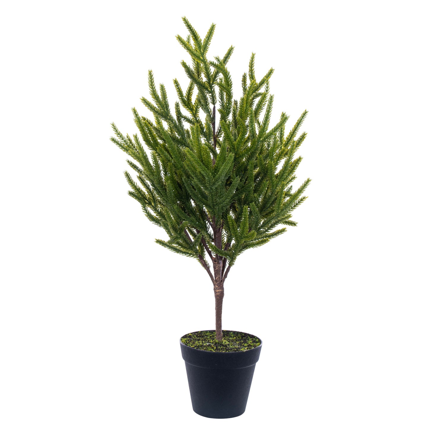 Norfolk Pine Potted Trees