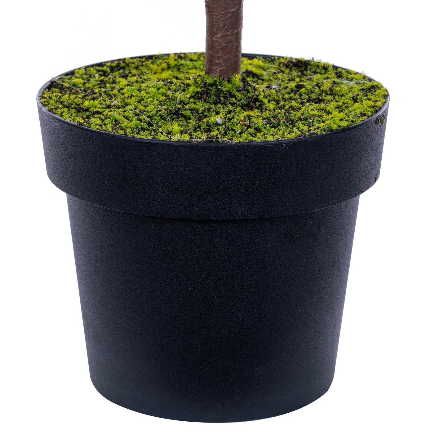 Norfolk Pine Potted Trees
