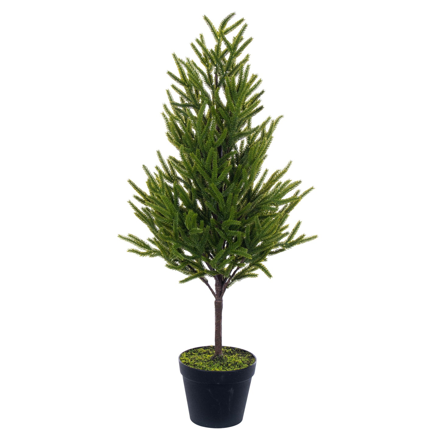 Norfolk Pine Potted Trees