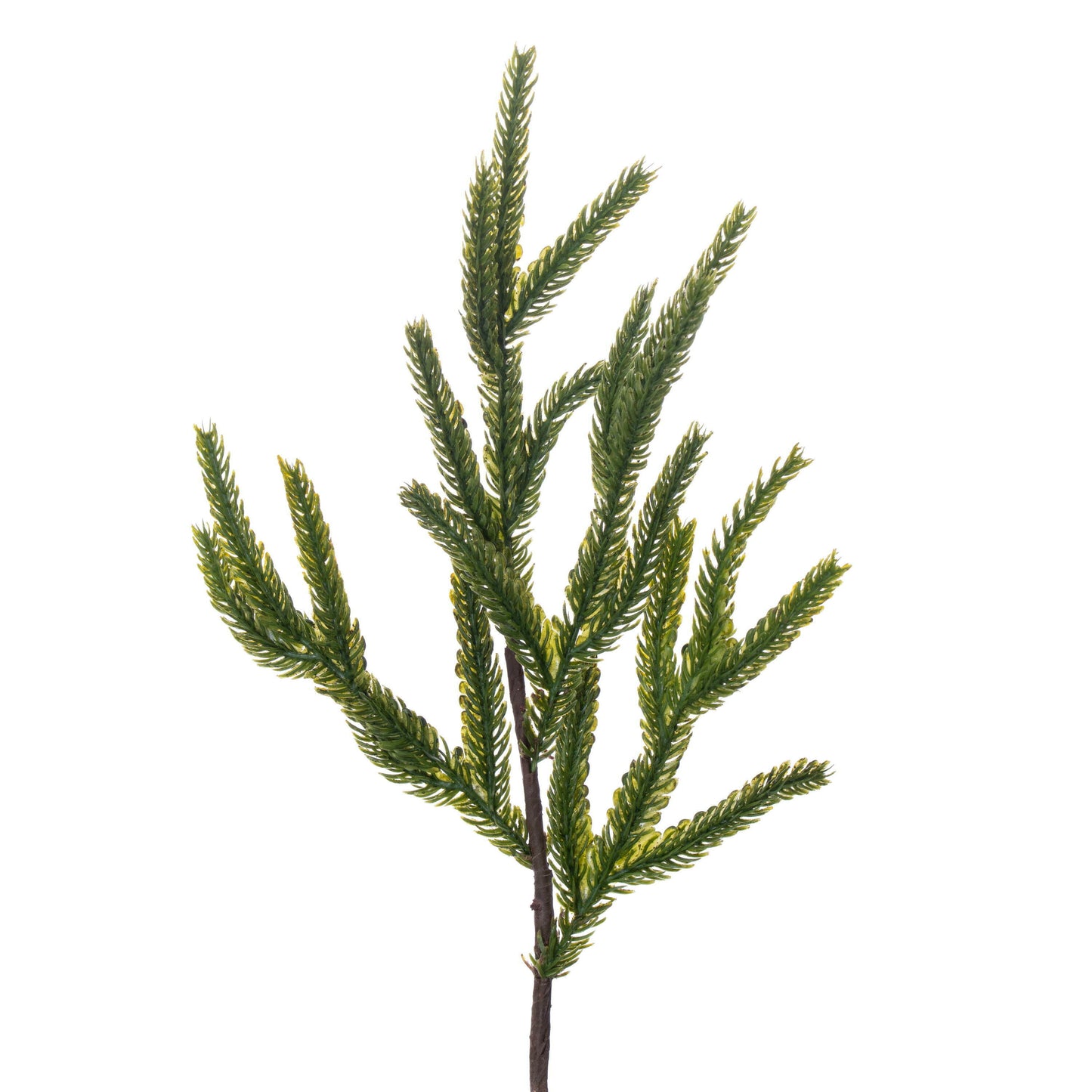 Norfolk Pine Potted Trees