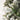 #lights_led-warm-white-mini-lights