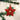 Old World Christmas Poinsettia Star Christmas Ornament
