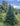 Real Christmas Trees Delivered 5 Foot Premium Fraser Fir