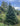 Real Christmas Trees Delivered 6 Foot Premium Fraser Fir