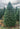Real Christmas Trees Delivered 7 Foot Premium Balsam Fir Christmas Tree