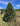 Real Christmas Trees Delivered 7 Foot Premium Fraser Fir