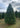 Real Christmas Trees Delivered 8 Foot Premium Balsam Fir Christmas Tree