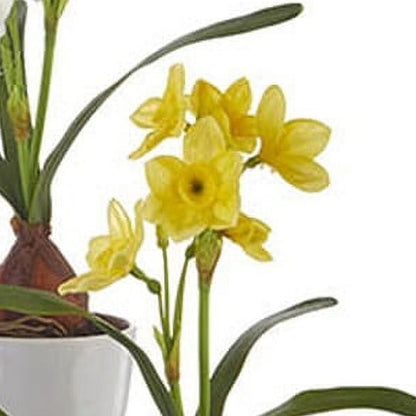 RAZ Imports 9.5" Mini Spring Real Touch Potted Daffodil Flowers, Set of 3