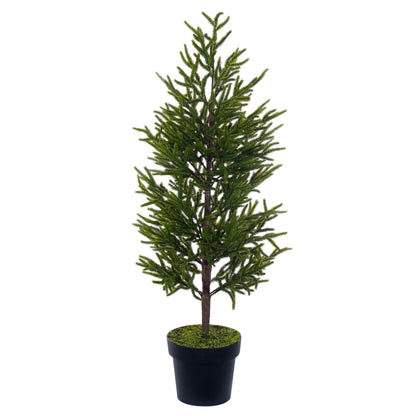 Norfolk Pine Potted Trees