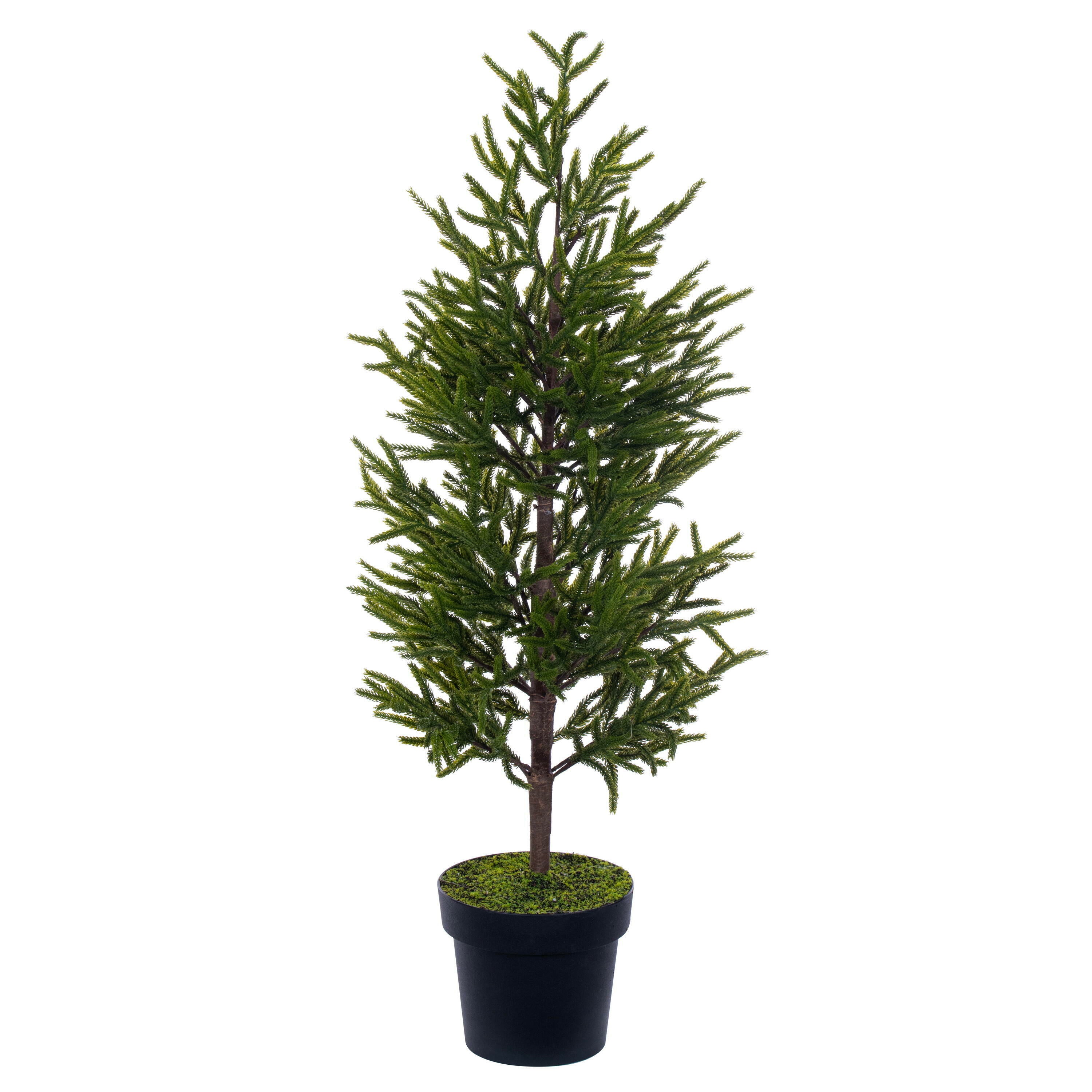 Norfolk Pine Potted Trees