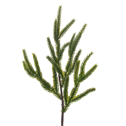 Norfolk Pine Potted Trees