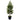 Norfolk Pine Potted Trees