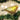Old World Christmas Canary Christmas Ornament