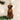 Old World Christmas Chocolate Labrador Christmas Ornament