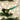 Old World Christmas Green Jay Christmas Ornament
