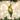 Old World Christmas Miniature Parakeet Christmas Ornament