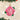 Old World Christmas Pink Rose Christmas Ornament