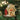 Old World Christmas Pomeranian Christmas Ornament