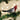 Old World Christmas Red-crested Cardinal Christmas Ornament