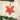 Old World Christmas Red Starfish Christmas Ornament