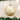 Old World Christmas Sand Dollar Christmas Ornament