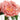 Coral Pink Peony Bloom #color_coral-pink