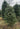 Premium Balsam Fir 3' Tabletop Real Christmas Tree