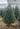 Premium Balsam Fir 4' Real Christmas Tree