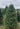 Real Christmas Trees Delivered 5 Foot Premium Balsam Fir Christmas Tree