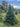 Premium Fraser Fir 5' Real Christmas Tree