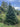 Premium Fraser Fir 6' Real Christmas Tree