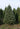 Premium Balsam Fir Hybrid 7' Real Christmas Tree