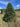 Premium Fraser Fir 7' Real Christmas Tree