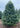 Premium Balsam Fir 9' Real Christmas Tree